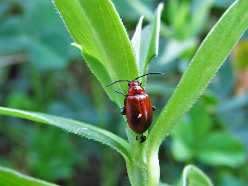 Strabala rufa