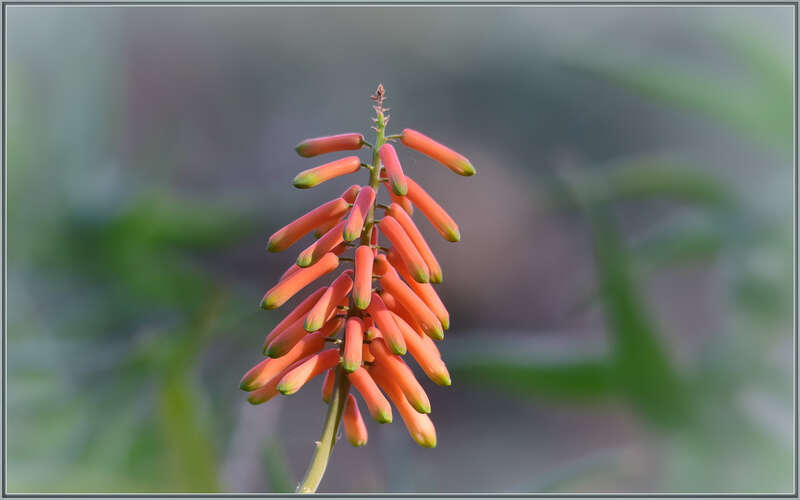 
500px provided description: Aloe flowers. I love the bokeh that the Sigma 120-400 produces. [#flowers ,#red ,#flower ,#bokeh ,#close-up ,#orange ,#close up ,#aloe ,#creamy bokeh ,#sigma 120-400]