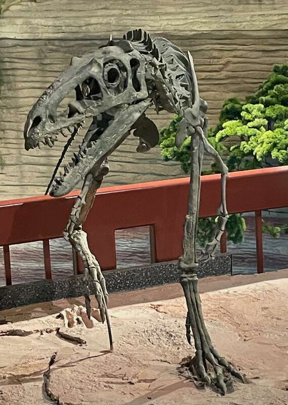 Photograph of a skeletal mount of Suskityrannus hazelae, taken from the front at the Arizona Museum of Natural History.