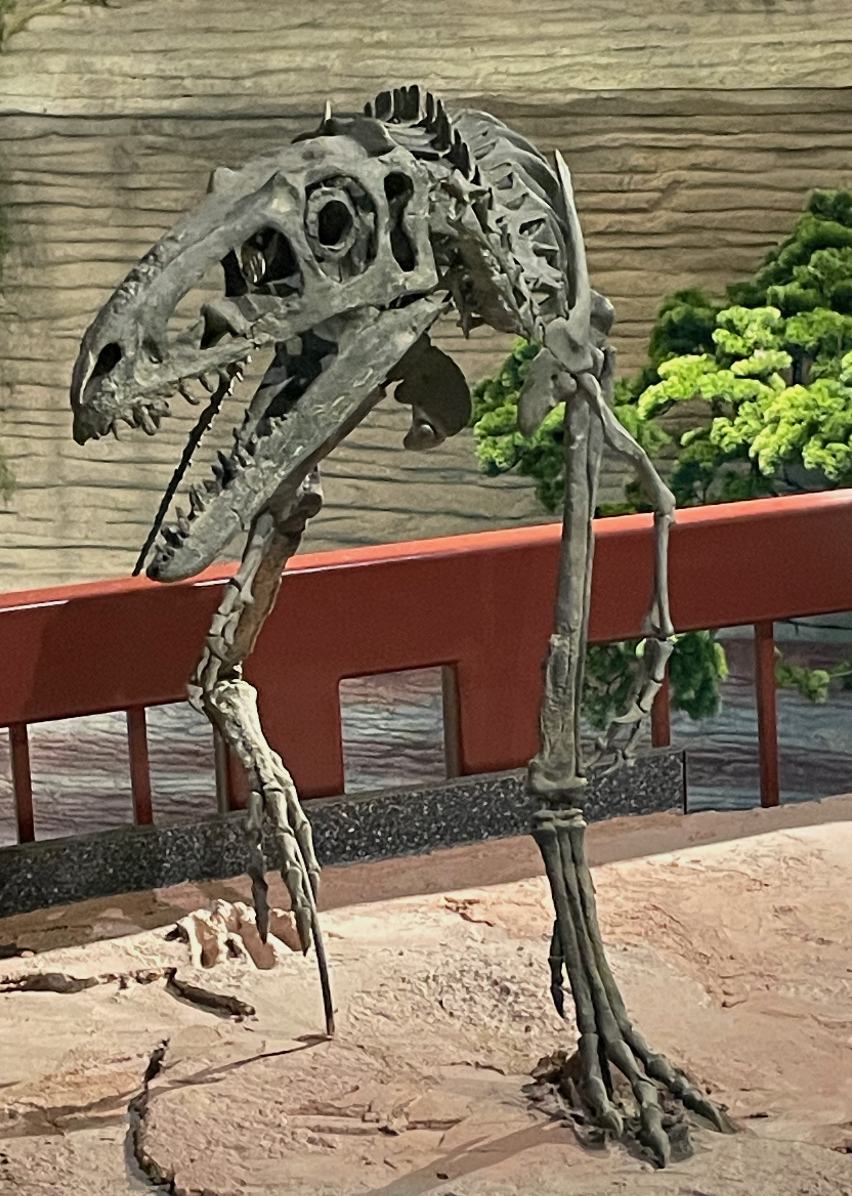 Photograph of a skeletal mount of Suskityrannus hazelae, taken from the front at the Arizona Museum of Natural History.
