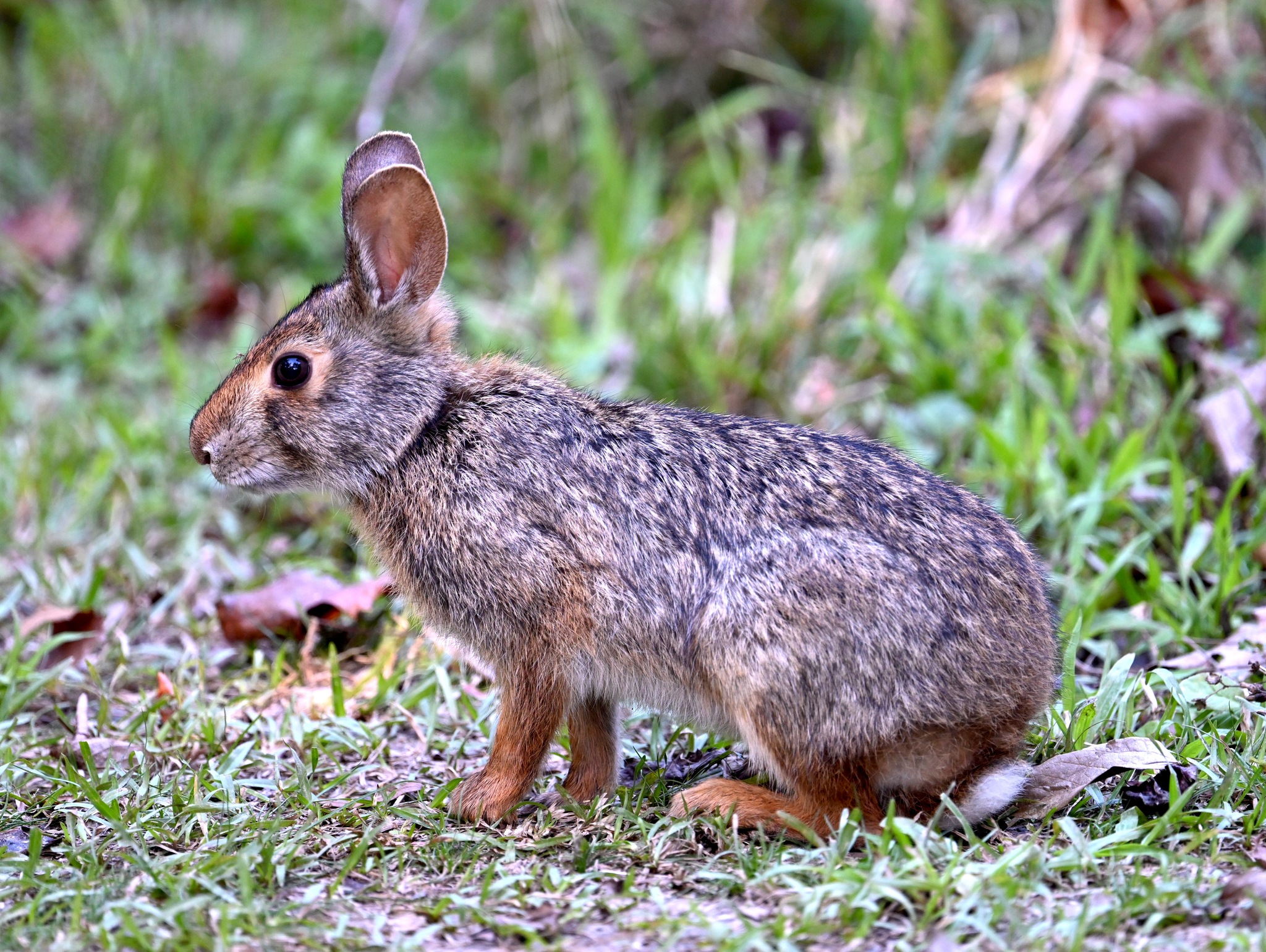 Swamp Rabbit (Sylvilagus aquaticus) in the United States