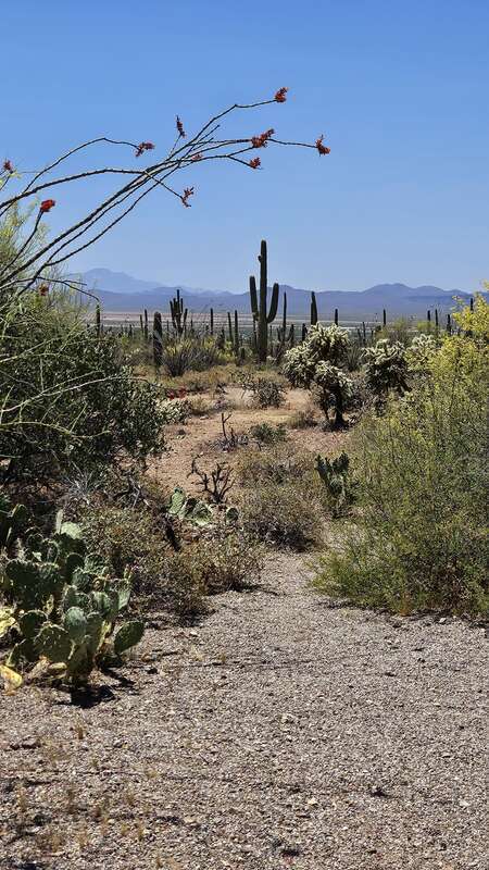 Vertical image. A narrow dirt path winds back and forth into the distance. Around the trail is lush Sonoran desert vegetation and tall Saguaro cacti. In the far background is a distinct mountain range.
The view from the small 4 spot parking lot east