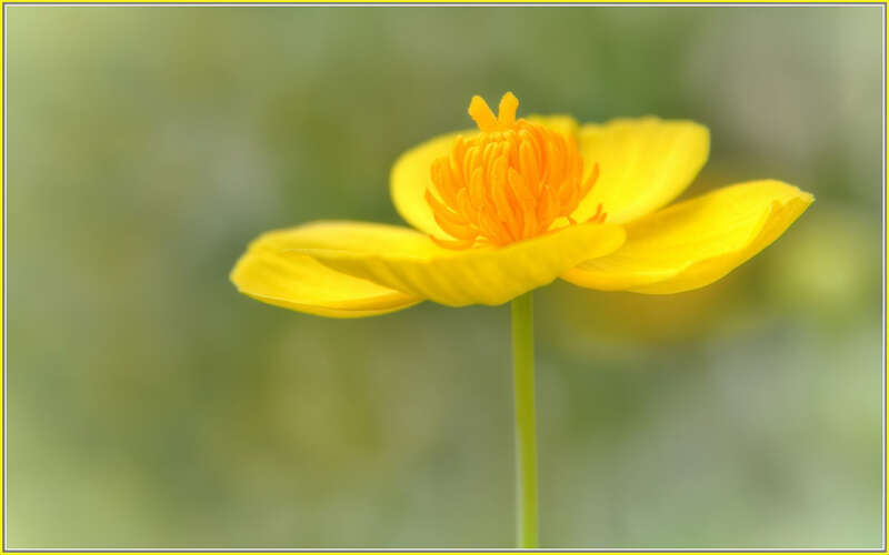 500px provided description: Golden yellow, standing tall and looking good! I still like our state flower better, but this one is pretty cool too. [#yellow ,#flowers ,#spring ,#color ,#flower ,#floral ,#closeup ,#natural ,#blossom ,#bloom