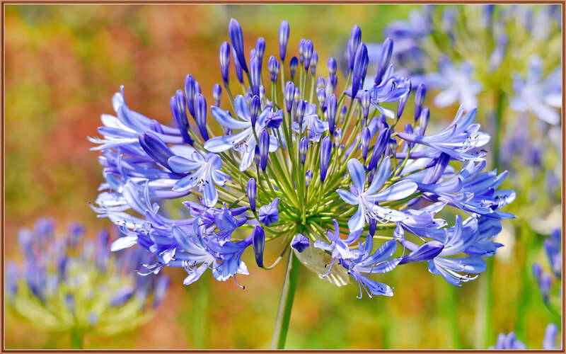 
500px provided description: Some freshy Agapanthus blooming at the Rancho Los Alamitos gardens. [#flowers ,#spring ,#flower ,#bokeh ,#close-up ,#purple ,#flora ,#agapanthus ,#sigma 120-400]