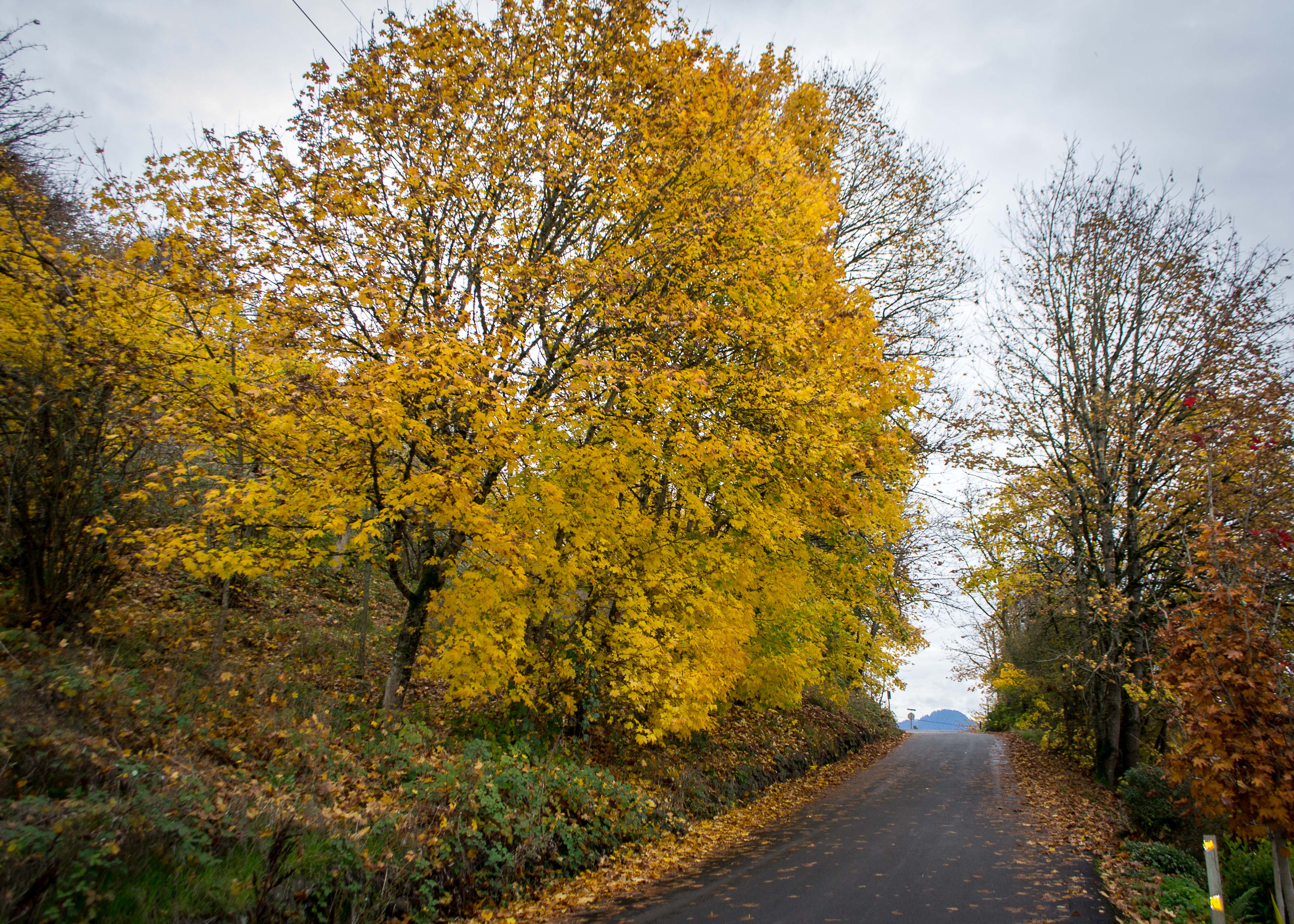 A view of the road to Skinner Butte summit.