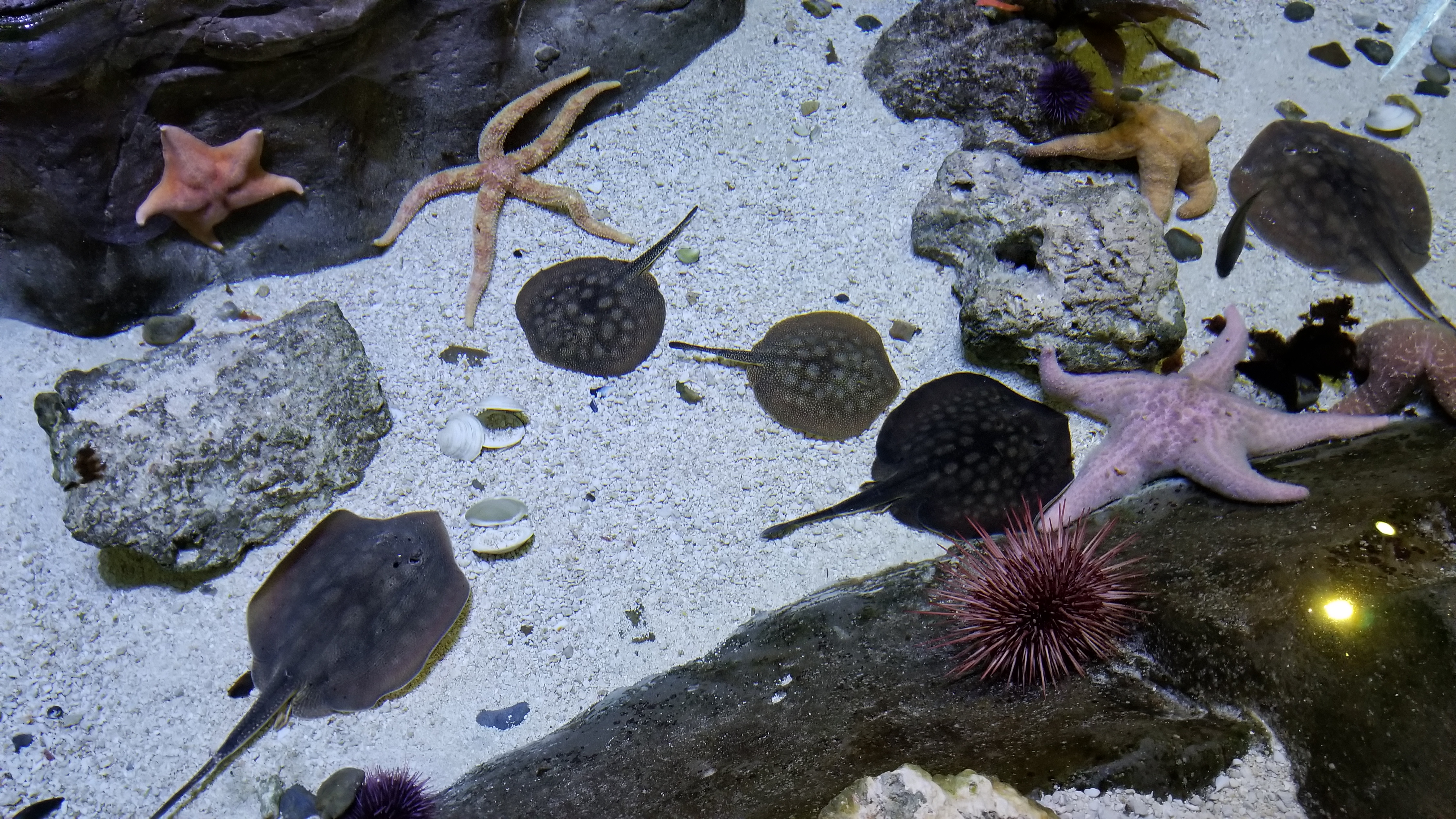 Ocean Explorer
Loveland Living Planet Aquarium
Draper Utah

December 7, 2017