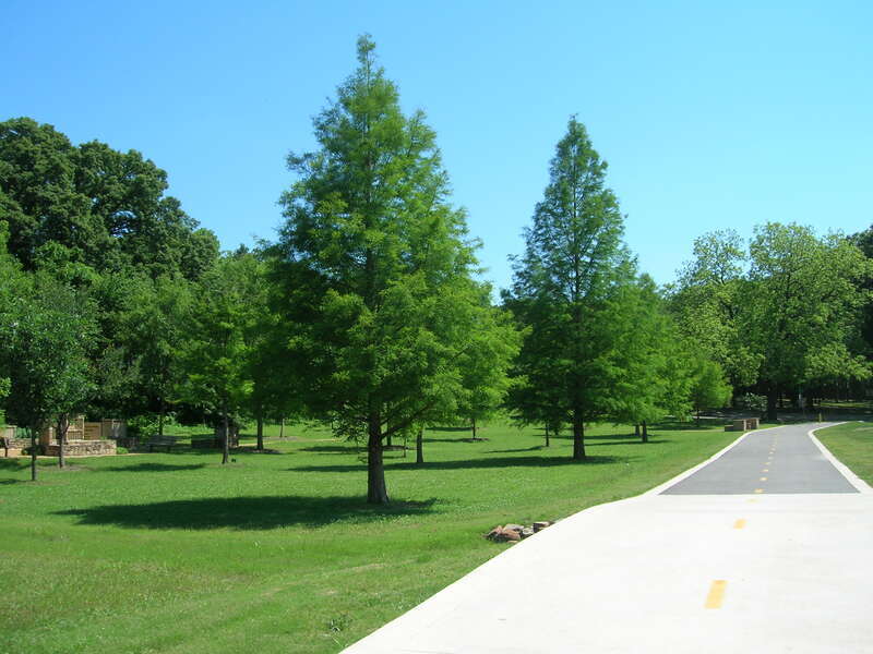 trees along trail