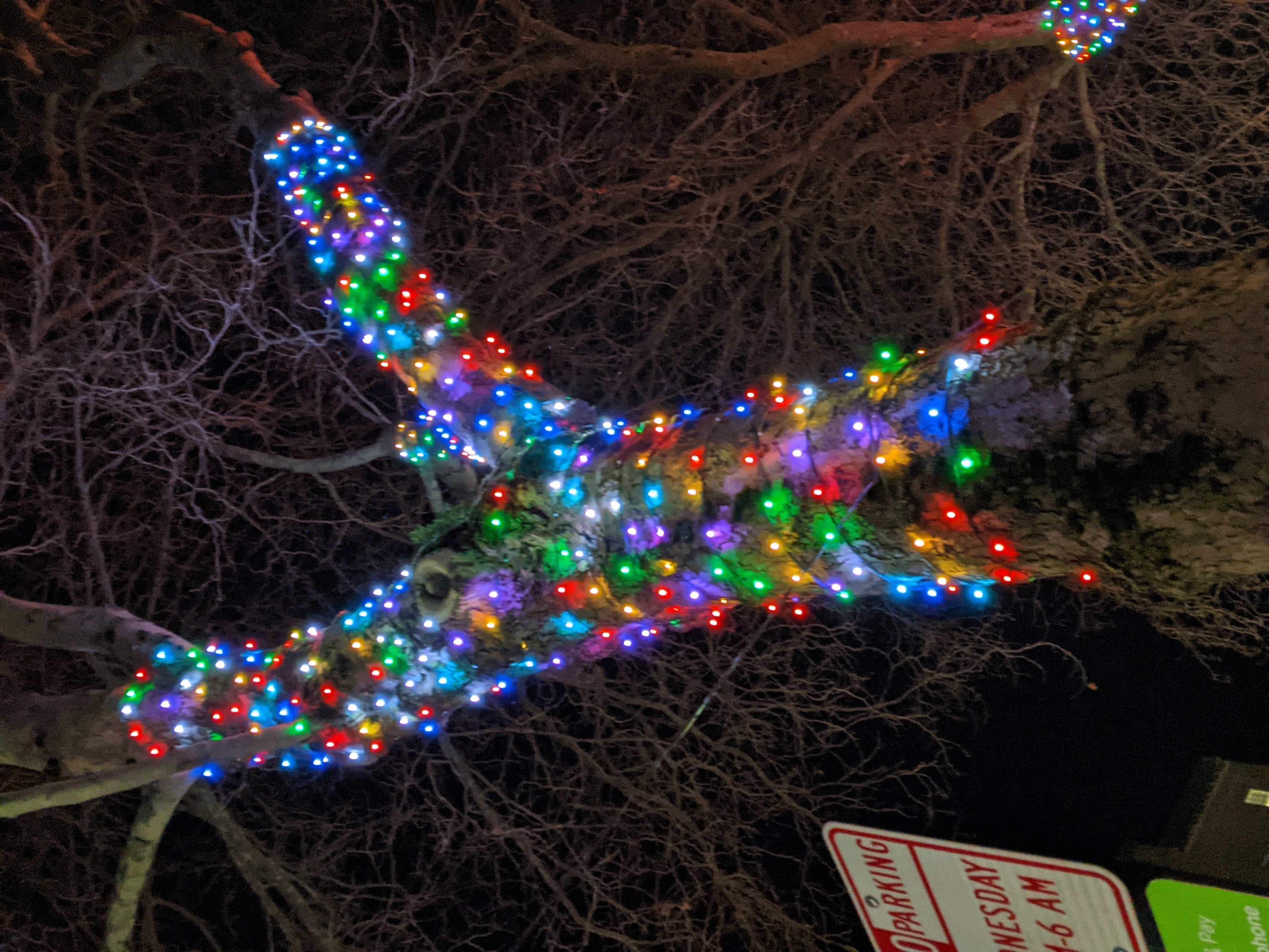 Trees on Holly St. downtown are multi colored.