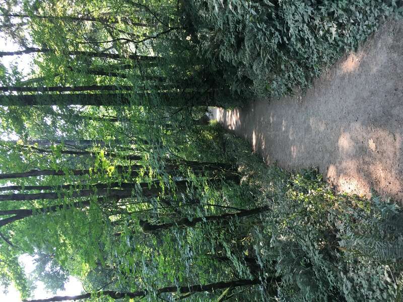 A trail in Tryon Creek State Natural Area in Multnomah County, Oregon on August 8, 2017