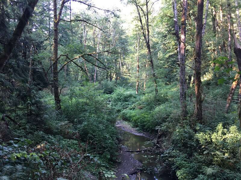Tryon Creek from the Beaver Bridge in Tryon Creek State Natural Area in Multnomah County, Oregon on August 8, 2017