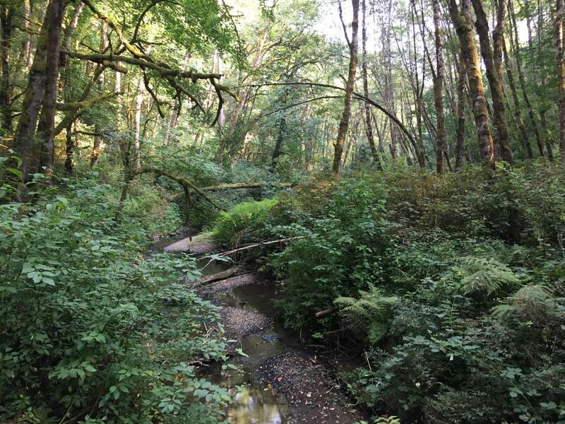 Tryon Creek in Tryon Creek State Natural Area in Multnomah County, Oregon on August 8, 2017