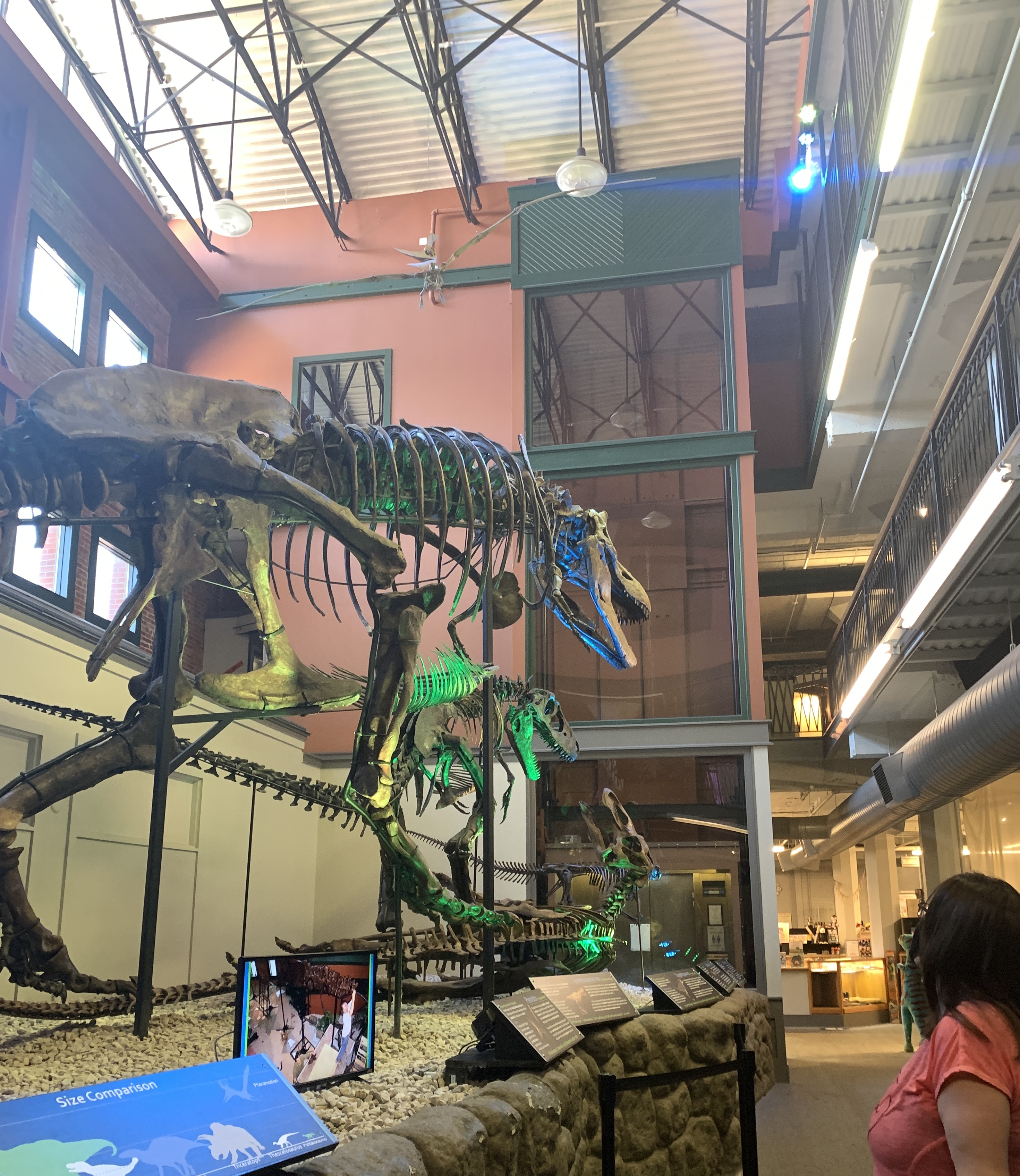 Photo of Tyrannosaurus display in the Museum of World Treasures