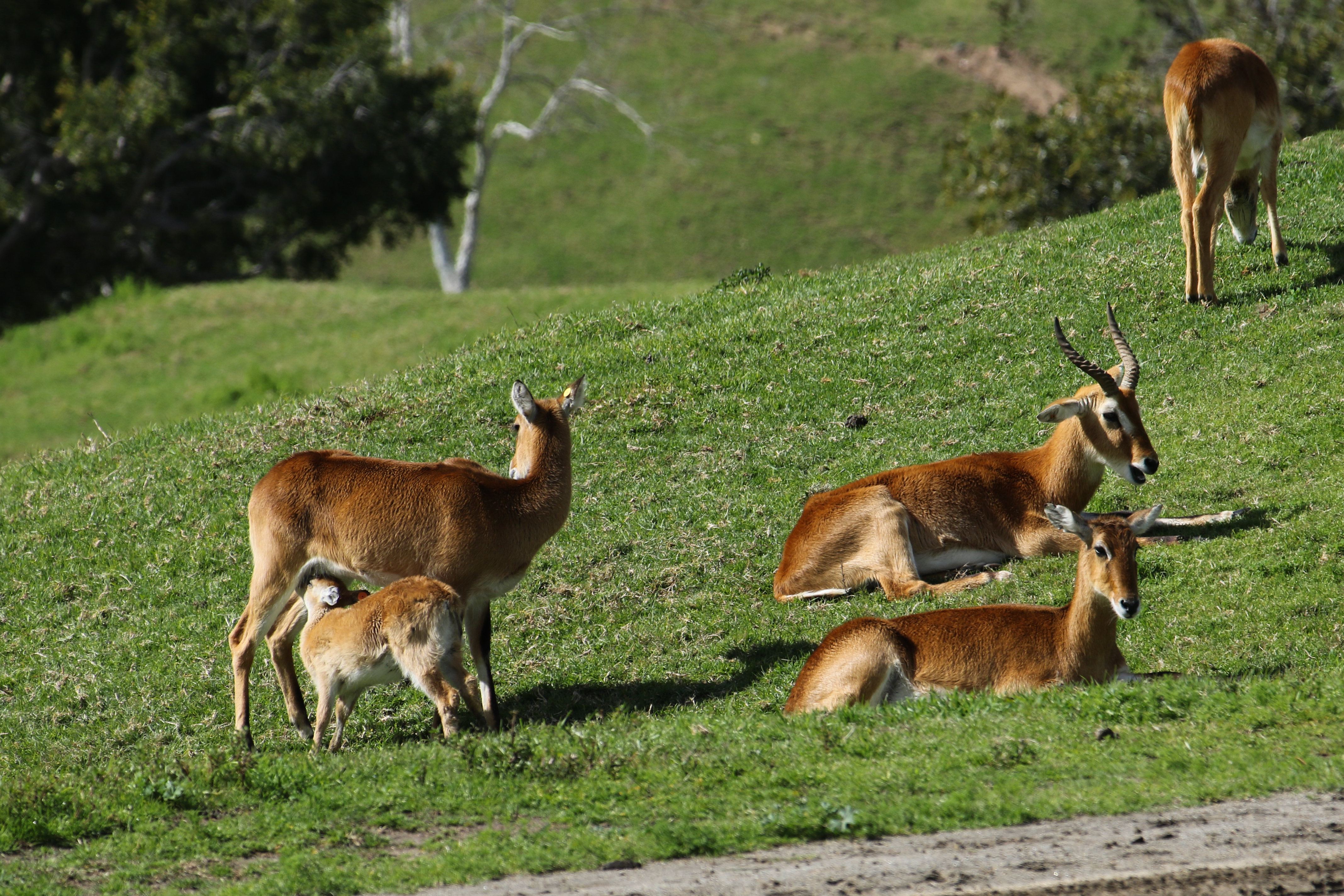 San Diego Zoo Safari Park 2-16-2019
<a href="https://www.sdzsafaripark.org" rel="noreferrer nofollow">www.sdzsafaripark.org</a>
Critters much larger than I'm used to photographing.

Took a lot of photos, but I don't feel like I did all