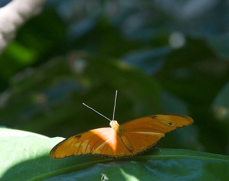 Julia Long wing 
Dryas julia

Wikipedia Loves Art at the Houston Museum of Natural Science
This photo of item # [1] at the Houston Museum of Natural Science was contributed under the team name "etee_in_Space_Ceetee" as part of the Wikipedia Loves Art