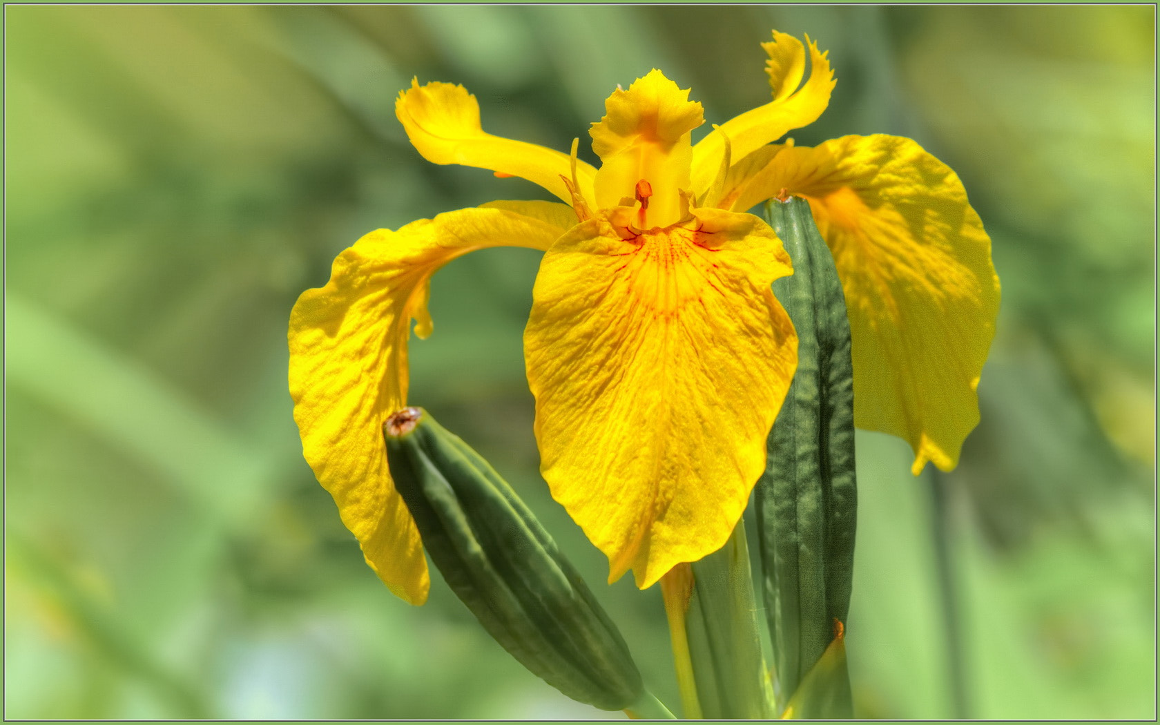 500px provided description: A beautiful iris, by the pond, at the El Dorado Nature Center. [#yellow ,#water ,#flower ,#light ,#beautiful ,#bright ,#green ,#aquatic ,#marsh ,#flag iris ,#Iris pseudacorus ,#Nature ,#California ,#Long Beach ,#El Dorado