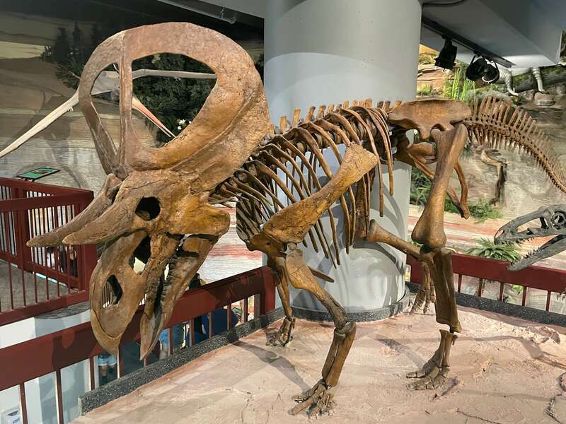 Photograph of a skeletal mount of Zuniceratops christopheri, taken at the Arizona Museum of Natural History.