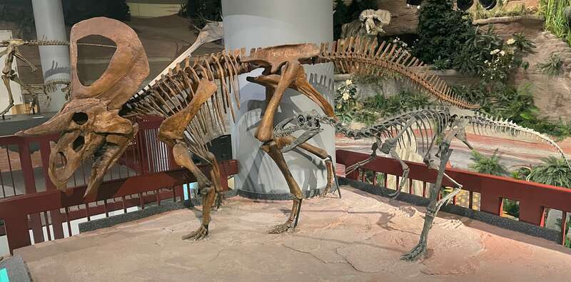 Photograph of a skeletal mount of Zuniceratops christopheri and Suskityrannus hazelae, two dinosaurs from the Moreno Hill Formation of New Mexico, taken at the Arizona Museum of Natural History.