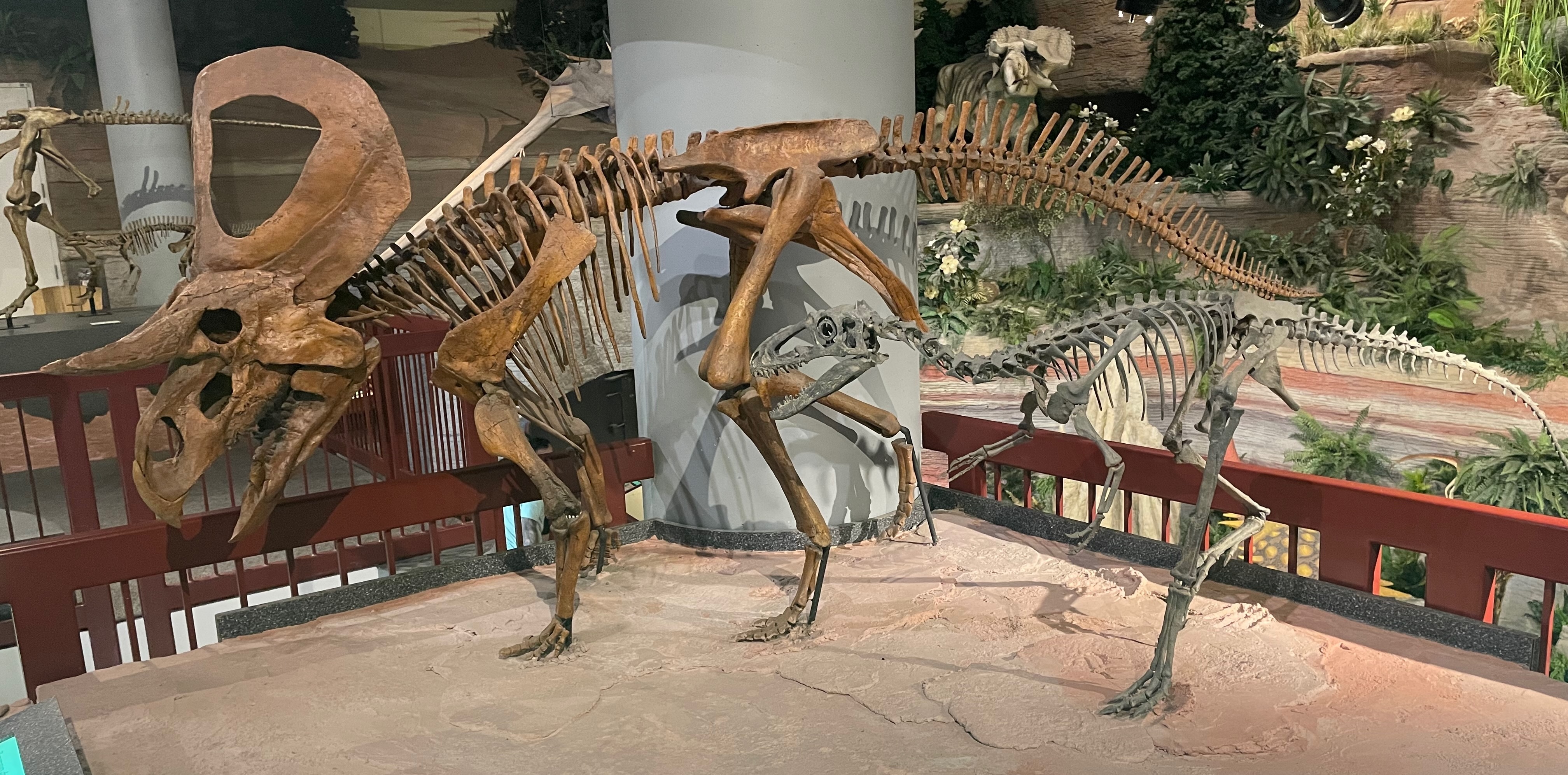 Photograph of a skeletal mount of Zuniceratops christopheri and Suskityrannus hazelae, two dinosaurs from the Moreno Hill Formation of New Mexico, taken at the Arizona Museum of Natural History.
