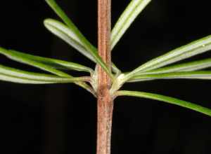 Stem &amp; leaves.
