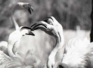 Flamingos at Riverbanks Zoo, Columbia, South Carolina, ca. 1978. Scan from negative.