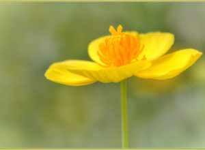 500px provided description: Golden yellow, standing tall and looking good! I still like our state flower better, but this one is pretty cool too. [#yellow ,#flowers ,#spring ,#color ,#flower ,#floral ,#closeup ,#natural ,#blossom ,#bloom