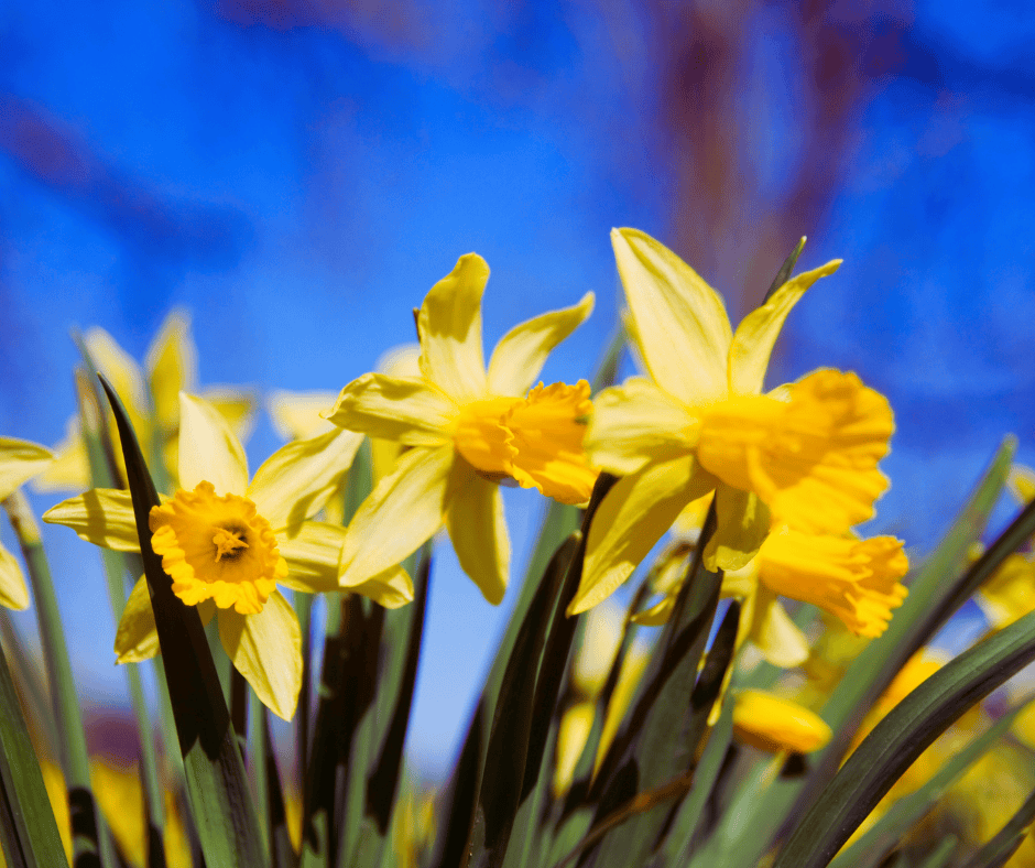 Storm Damage Roof Repair