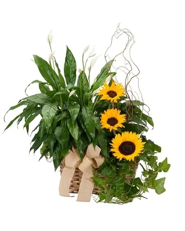 Florist Gillette WY Forget Me Not Floral, Gifts & Flower Delivery Florist Gillette WY