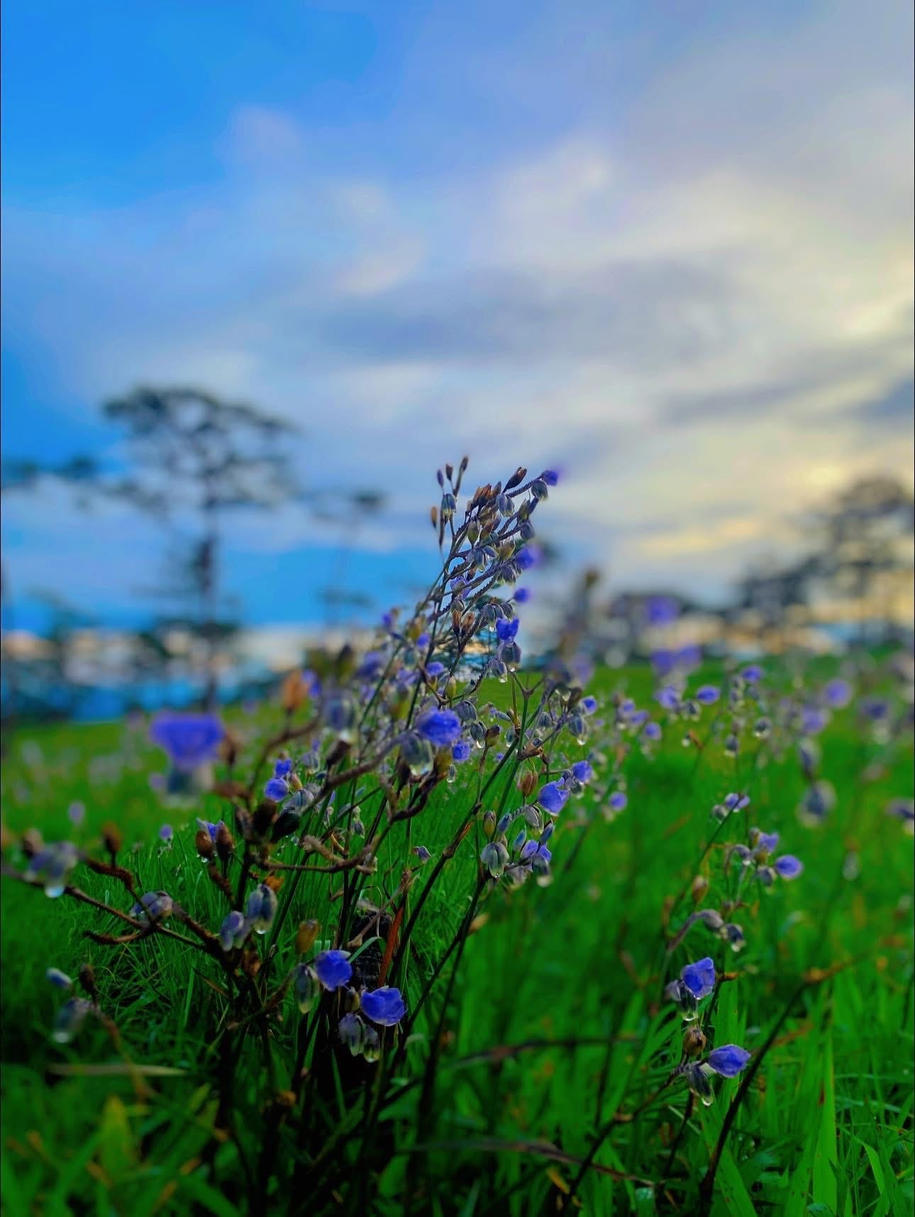 ภูสอยดาว (ลานสน)