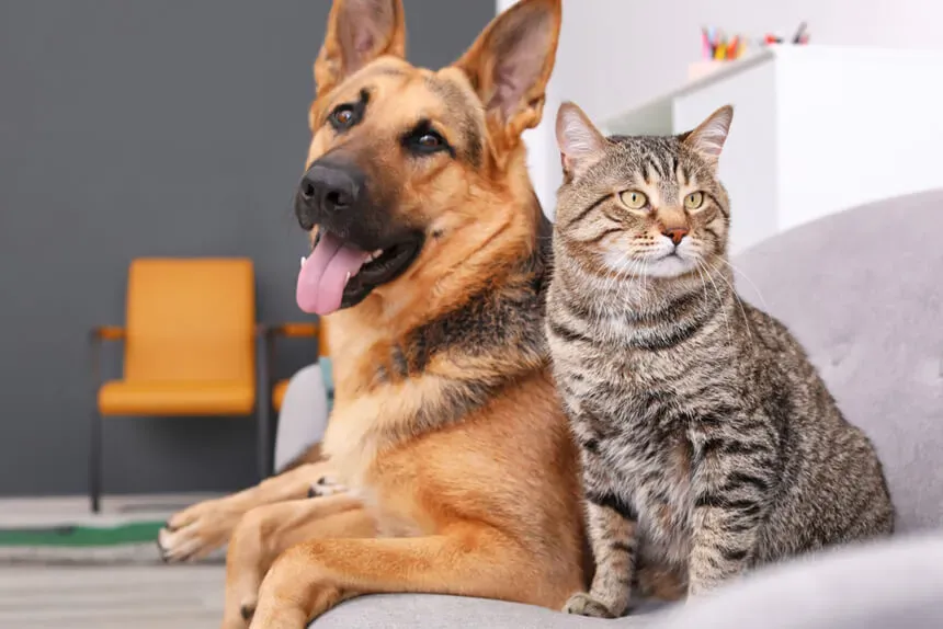 Jorge Macri impulsa una ley de identificación para perros y gatos en la Ciudad