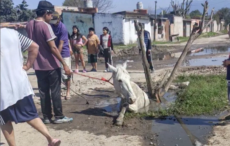 Caída de caballo en pozo de Manantial Sur: vecinos reclaman reparación urgente