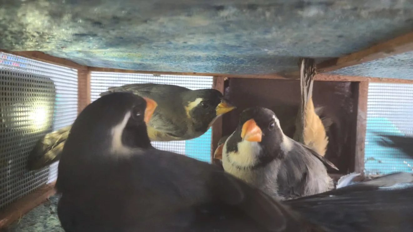 Gendarmería secuestró 27 aves silvestres en un control en Trancas