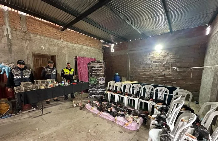 Secuestran 25 gallos de riña en estado de abandono en Finca Mayo