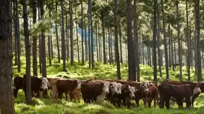 El agro reclama la ley de mercado de carbono para atraer inversiones