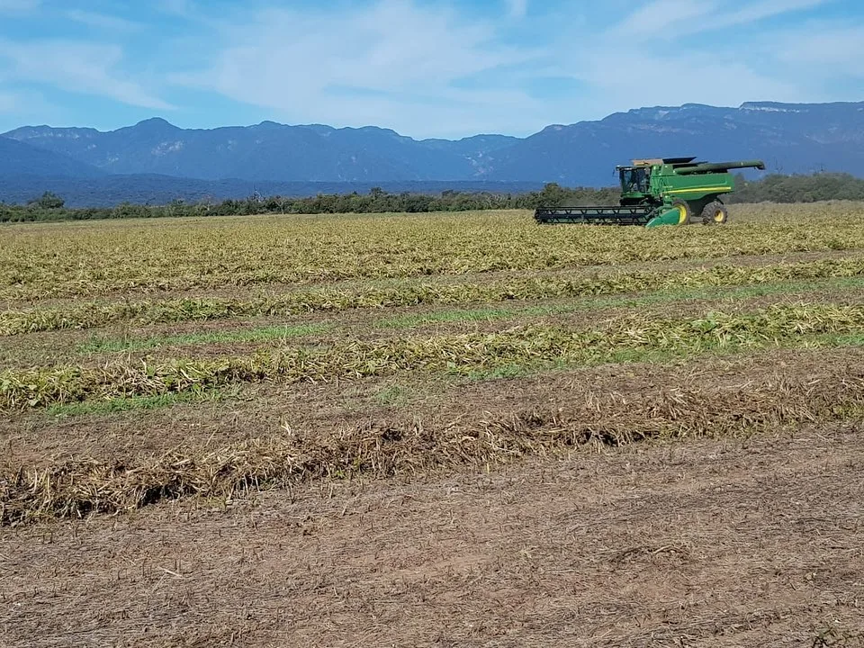 Desdelsur desmonta más de 400 hectáreas en el Chaco Salteño y comunidades wichí exigen el cese