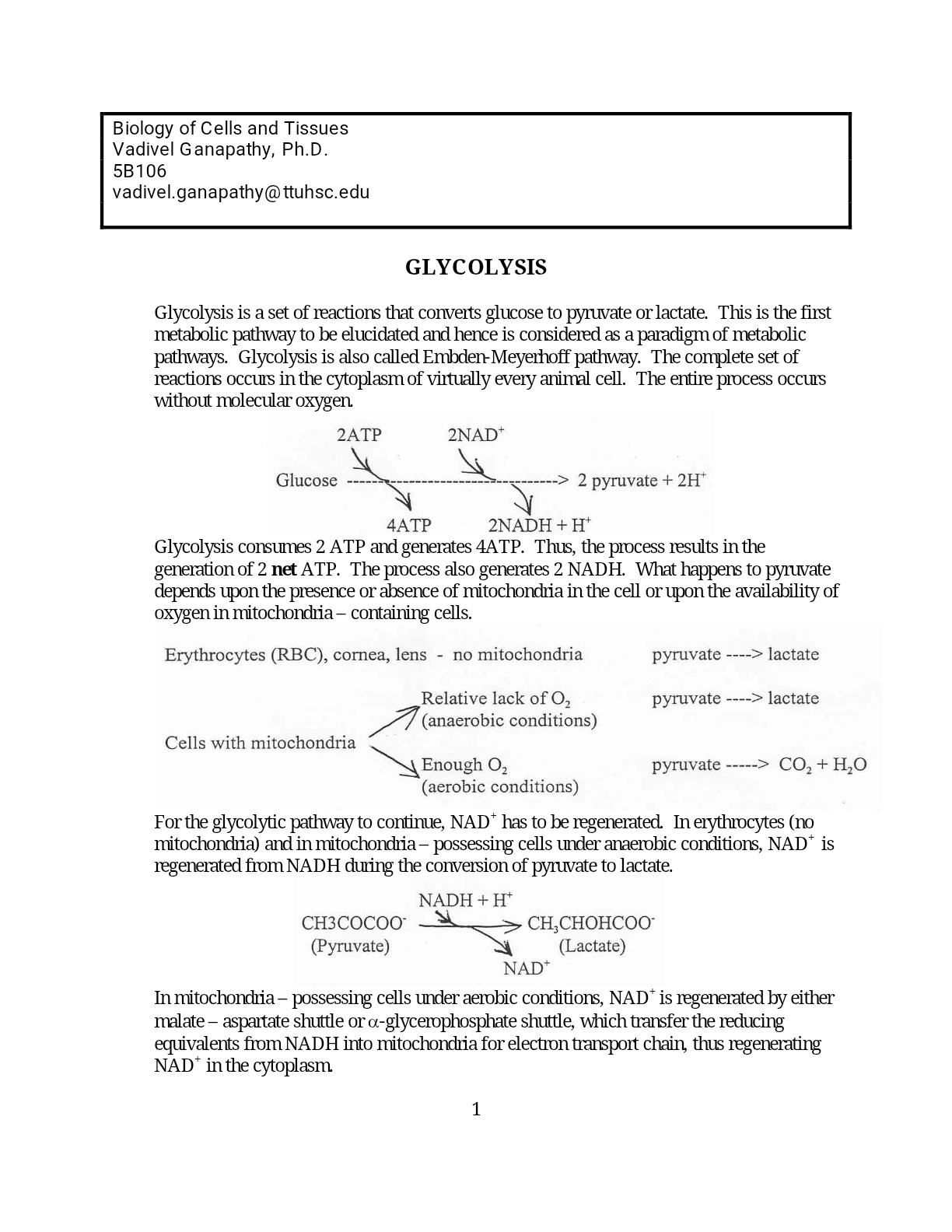 Glycolysis-Respiration