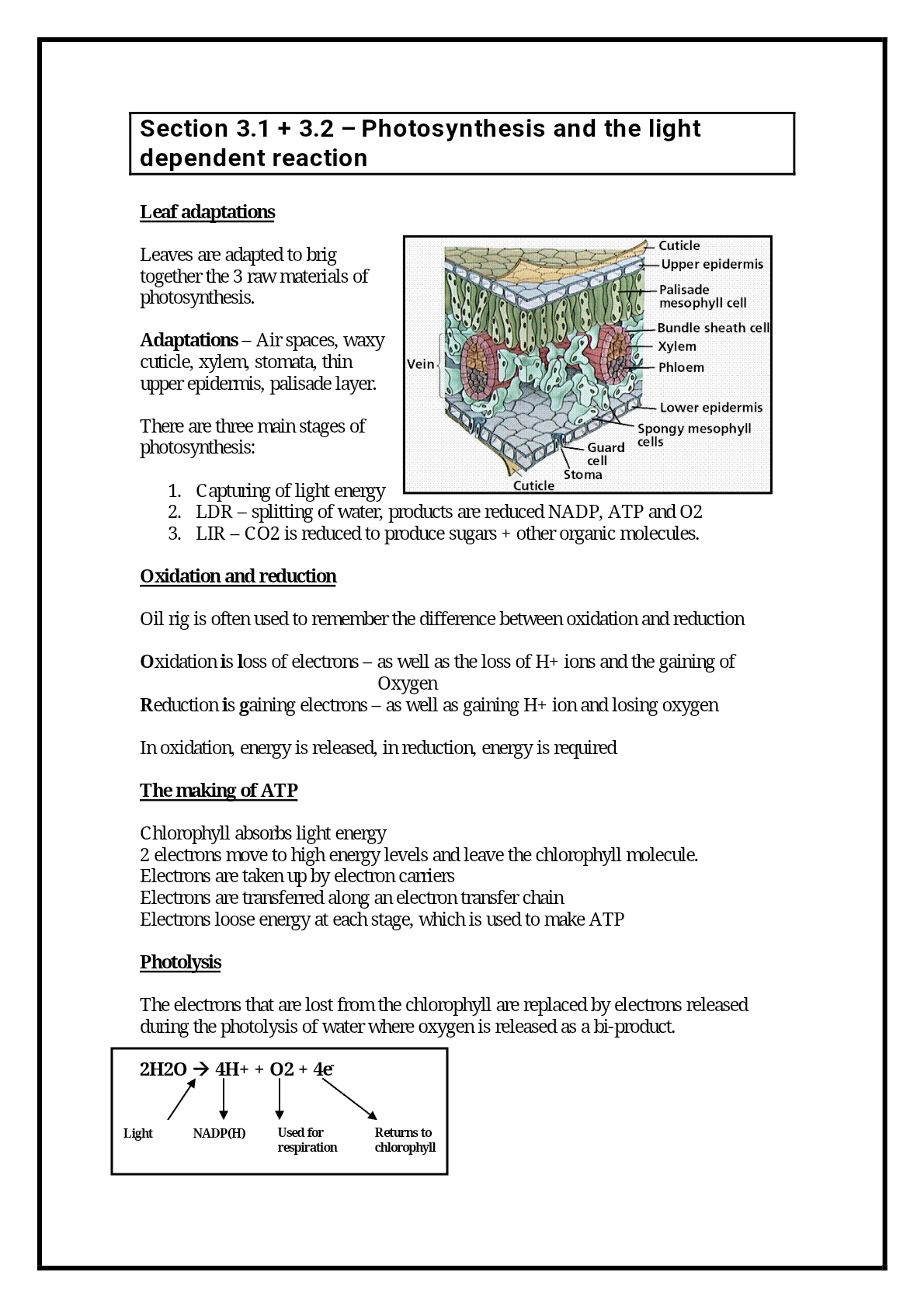 4.3 Photosynthesis