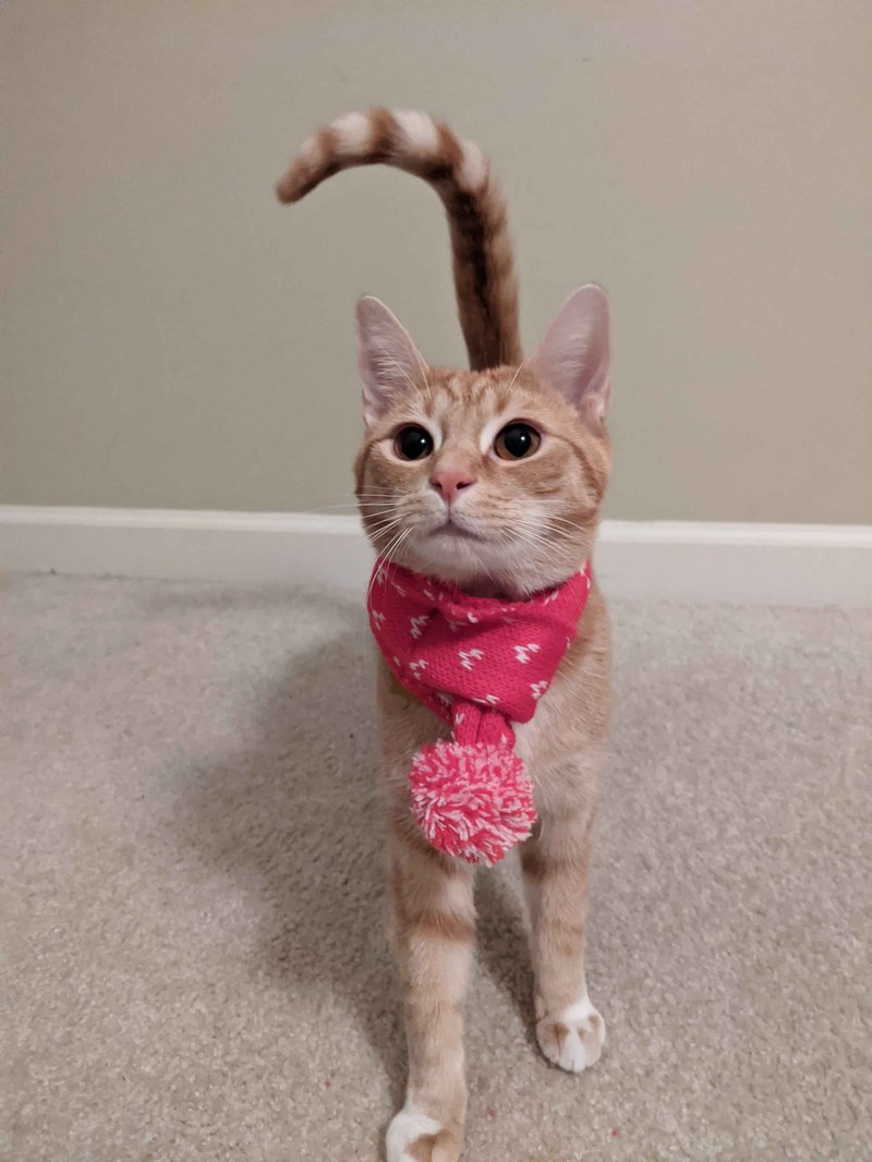 cinna_christmas