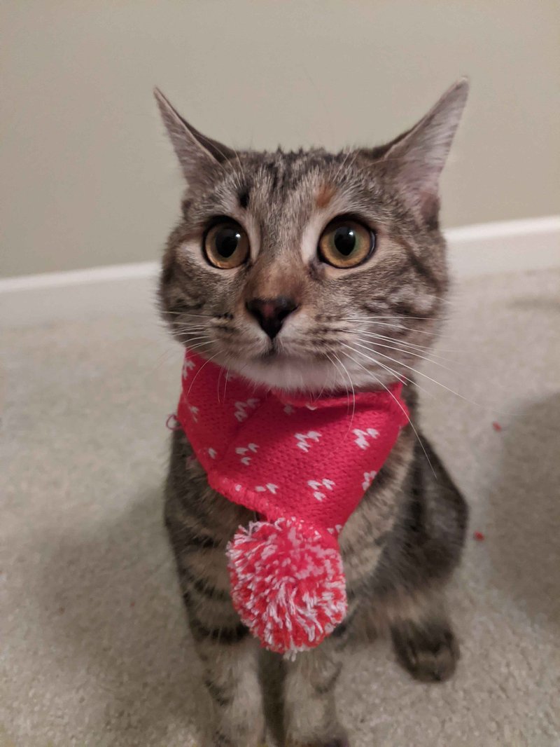 mocha_christmas