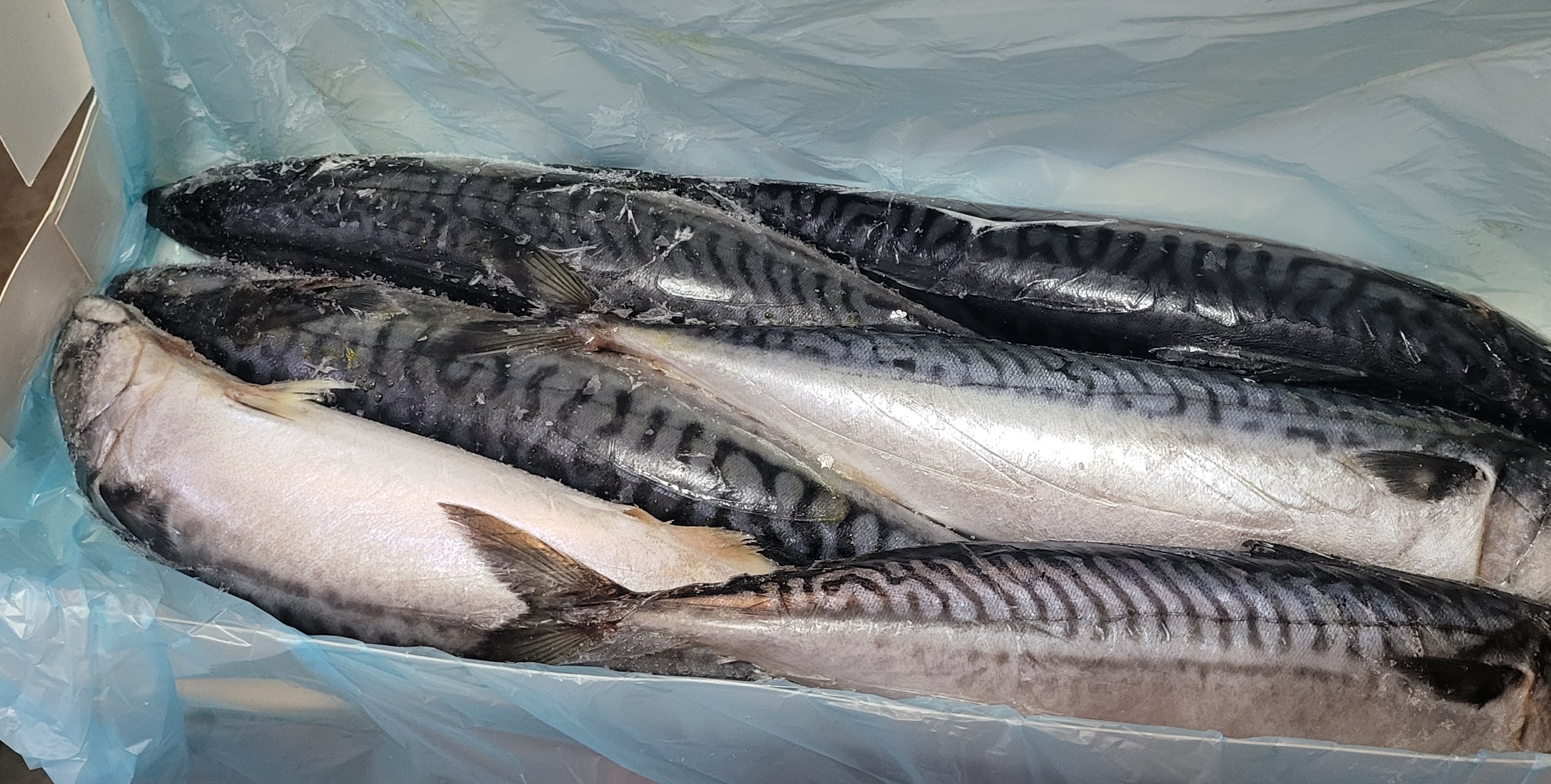 Frozen Mackerel Fish 3pcs