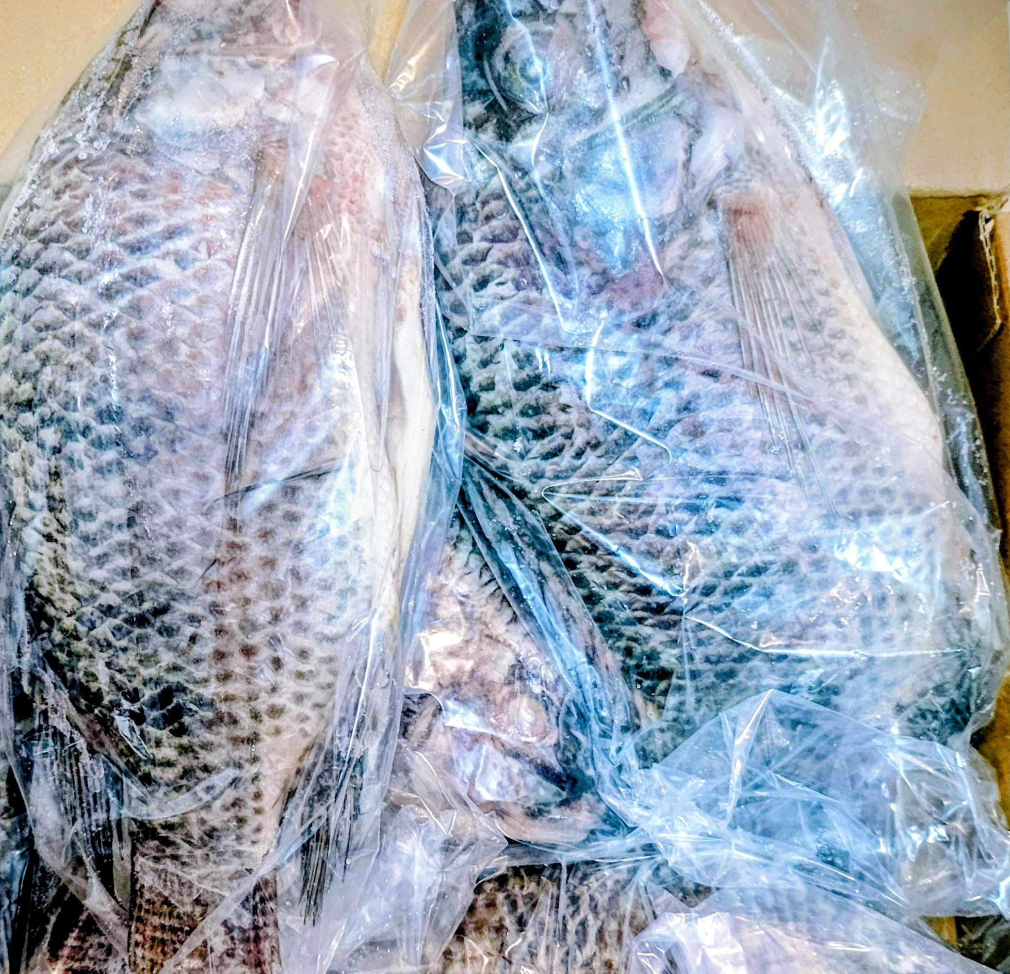 Frozen Tilapia Fish box 5pcs