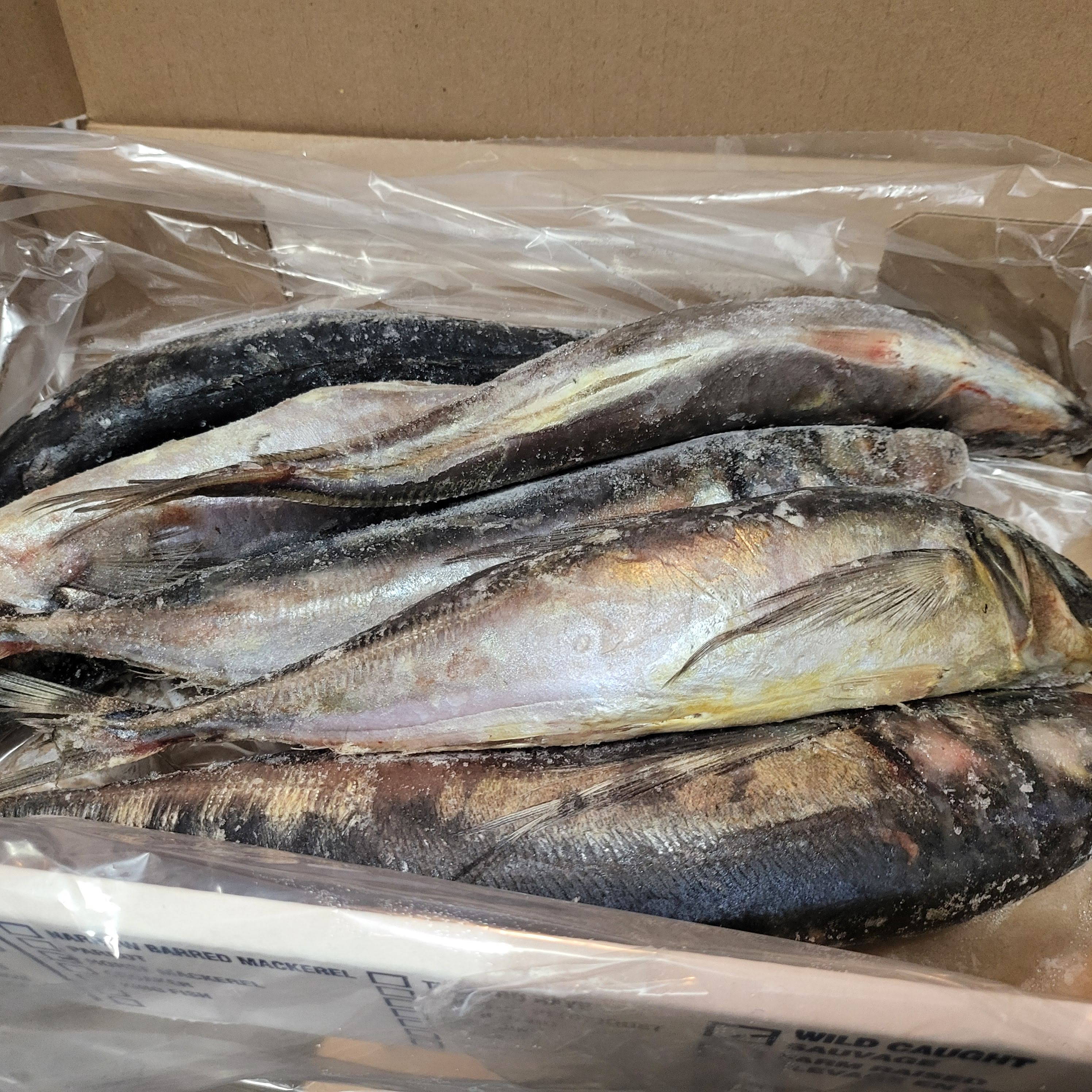 Horse Mackerel Fish - Kote box