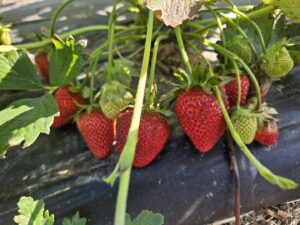 Eastern Panhandle orchardists push through challenging start to growing season