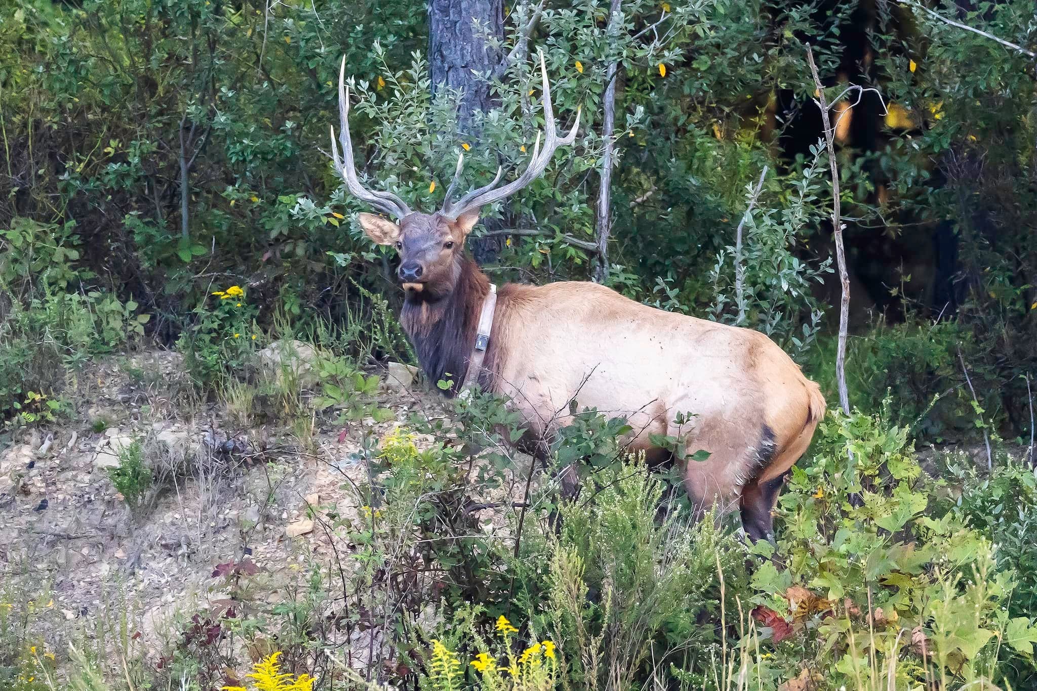 Chief Logan elk tours are always popular in southern West Virginia